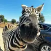 zebra.bastarda