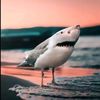 jarek_roy