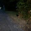 catteredcats