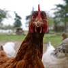 me._.chicken