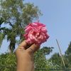 mazhar.maju5
