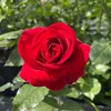 fleur3053
