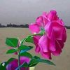 azeemkhan.mashwan