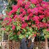 labonno.ahmed.789