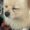 meobietgihet