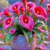 rayhan73252