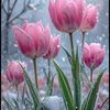 tulip_3436