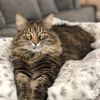 missmindythecat