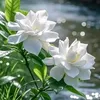 sana.elward2024