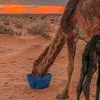 البدويـه‍ 🍂منت 🌧️البيظان🇪🇭