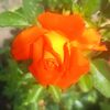 georgeta.ene5