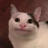 beluga123456786