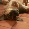veciobeon