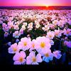 khaing.zin.lay4