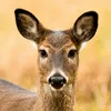 deer_game