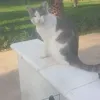 bouchaib.chaib