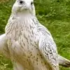 سالم الشريف