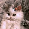 aicha_mohamed5