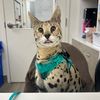 raya.the.savannah