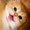 Meong Squad