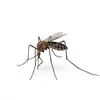 aedesaegyptinhx