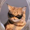 cuterizzcatsimon