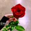 shama.qayyum