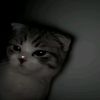 cyyeka.xzz__