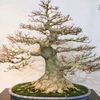 Yanii Bonsai