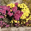 spring.fiowerr