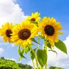 sunflowr058