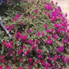 carina.ch.canayo