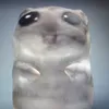 hamster2324
