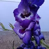 isabel.calado0