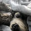 JasperZooms