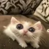 chipdangiuhjhj