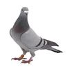 pigeon1291