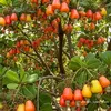 afri3963
