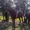 joceney.krasnhak