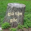 manh.cuong288