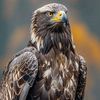 النسر 🦅
