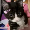 kisskitabbq