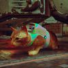 lieutenant..cat