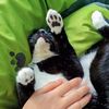 Kitten Diary