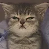 meowlc2