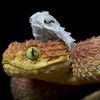 aminals54