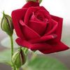 sarah.choudhry0
