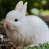 bunny_ttacc
