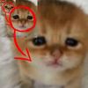 kittimeeow