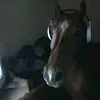 makcum_gayn6
